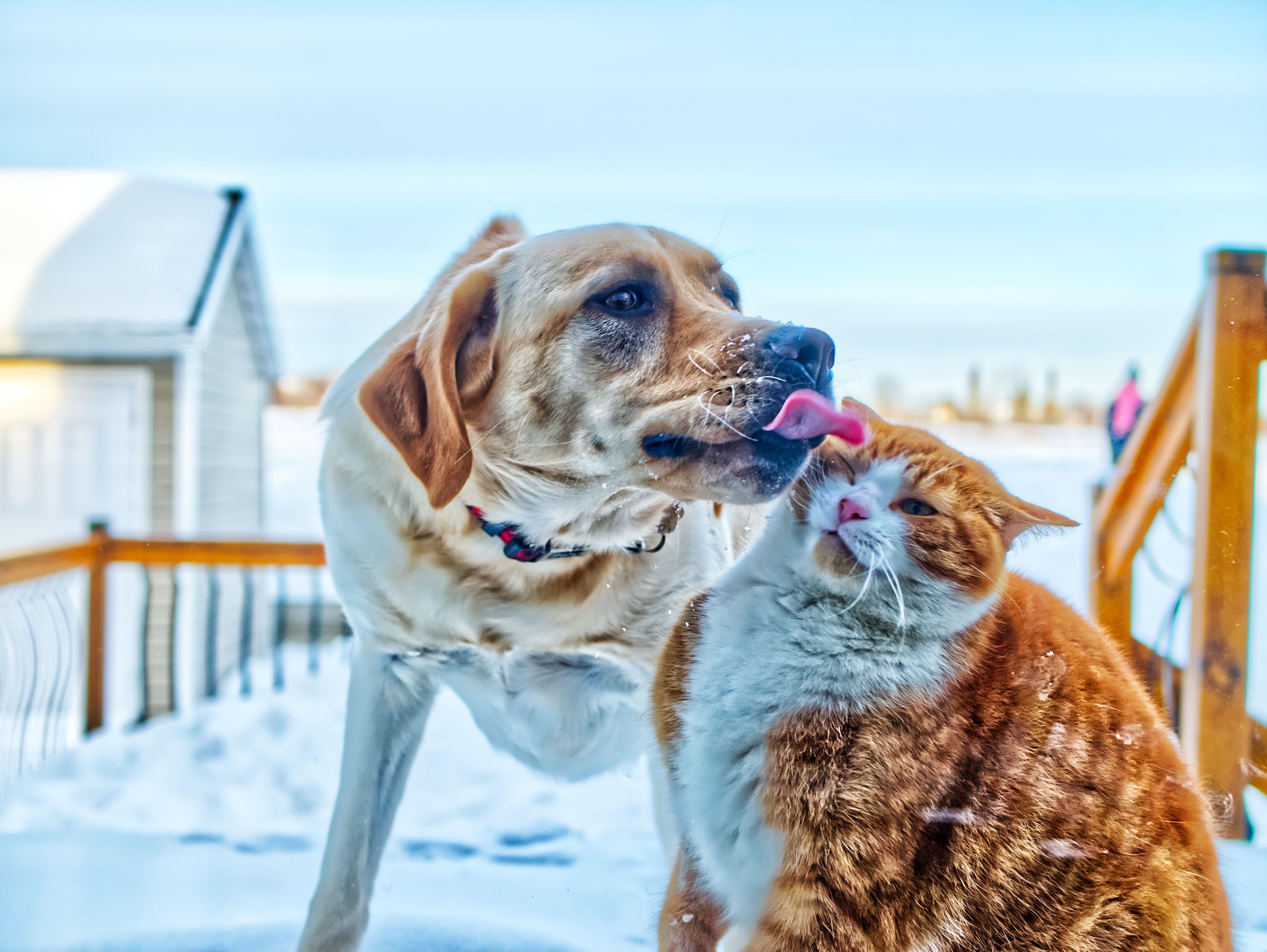 pet
